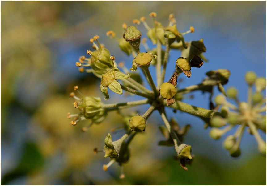 Efeu (Hedera helix)