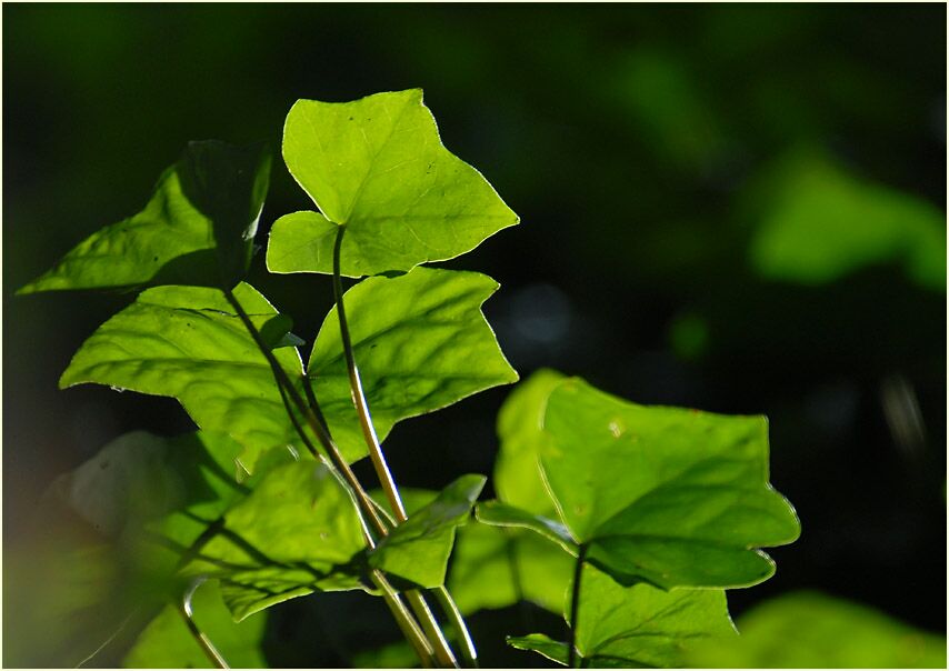 Efeu (Hedera helix)