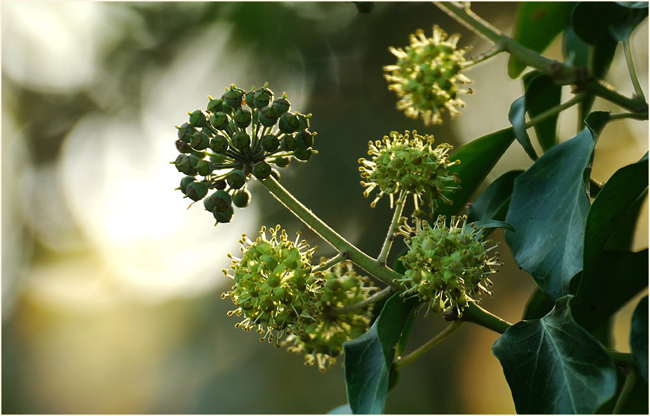 Efeu (Hedera helix)