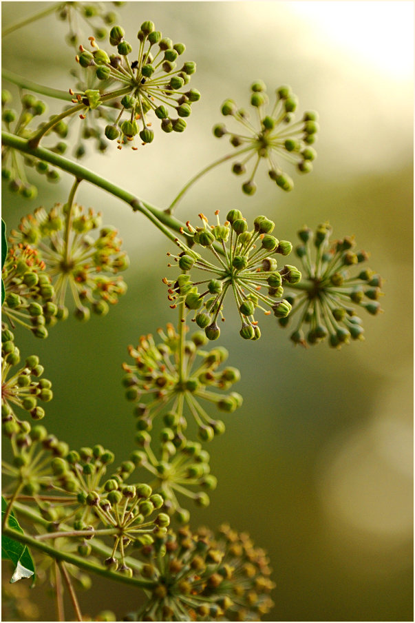 Efeu (Hedera helix)