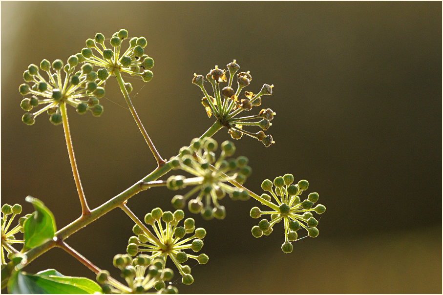 Efeu (Hedera helix)