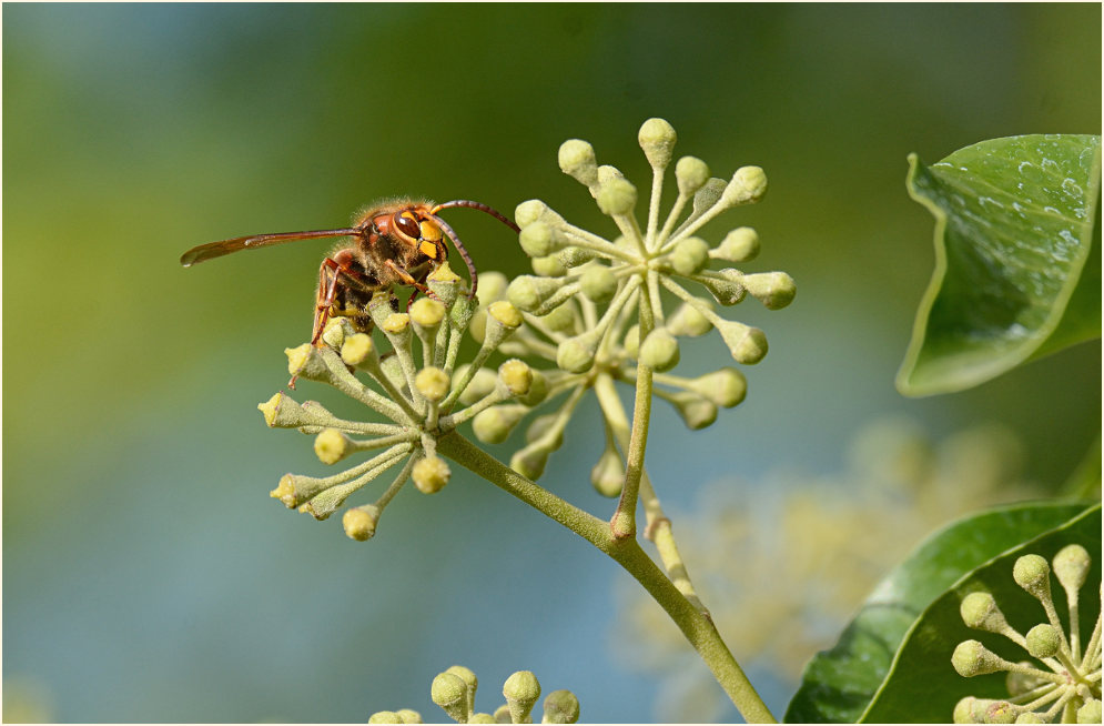 Efeu (Hedera helix)