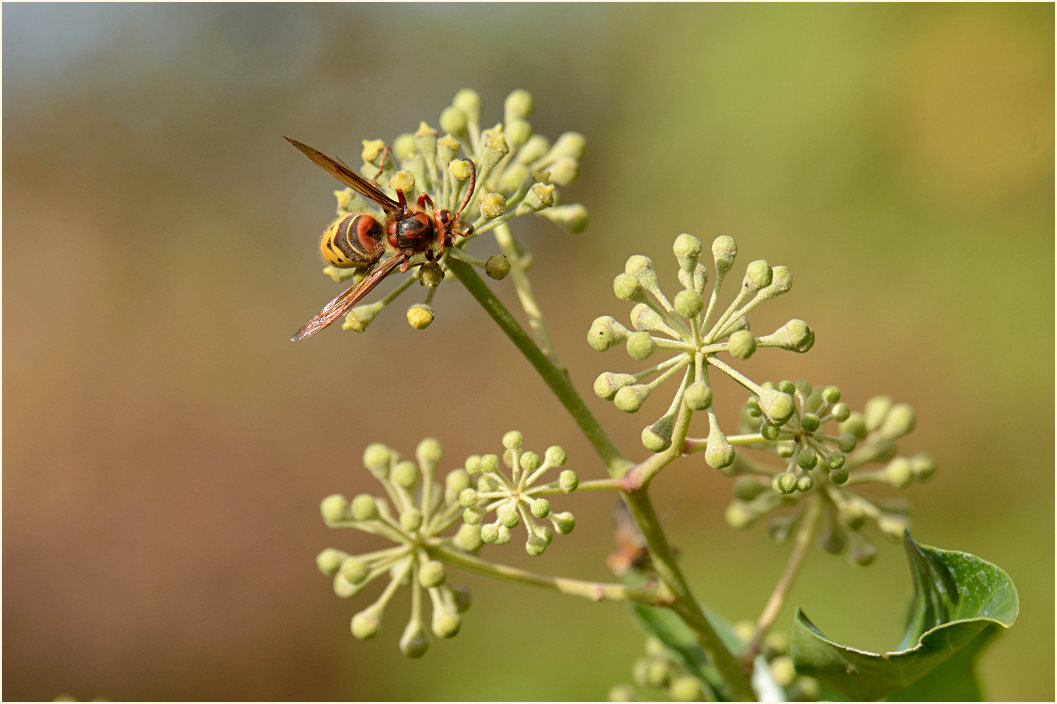 Efeu (Hedera helix)