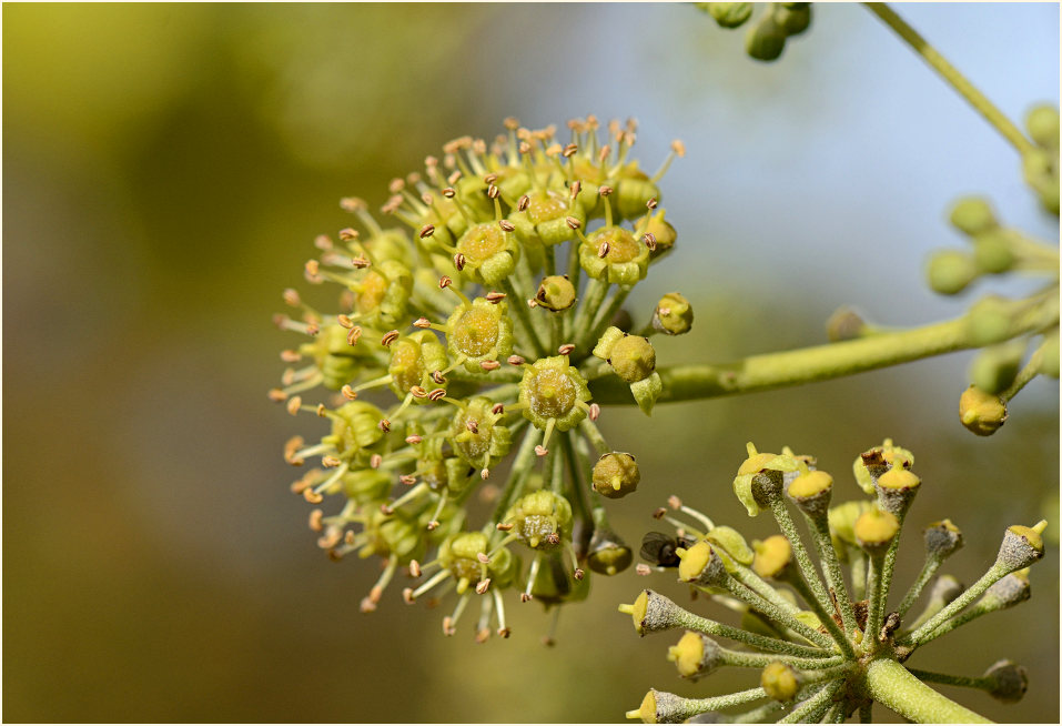 Efeublüte (Hedera helix)