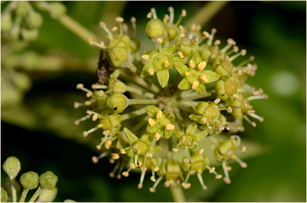 Efeublüte (Hedera helix)