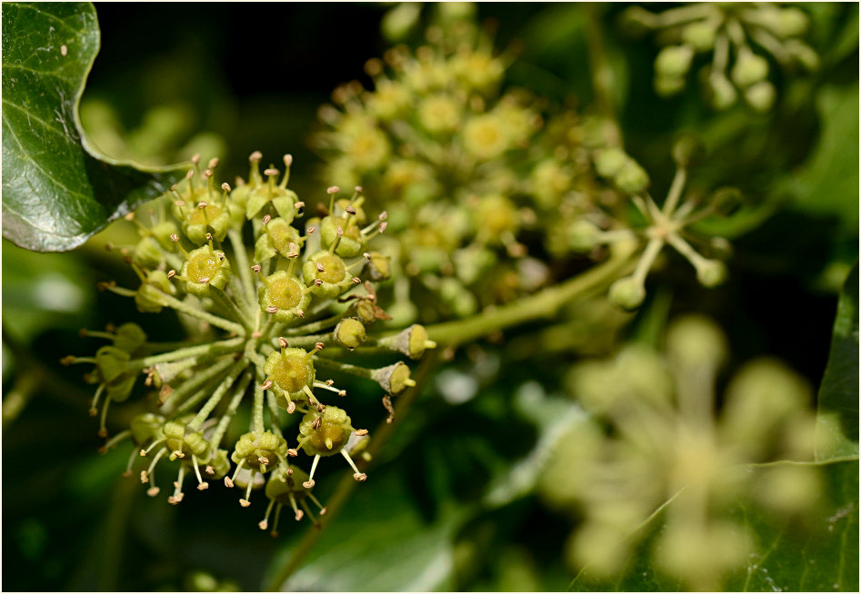 Efeublüte (Hedera helix)