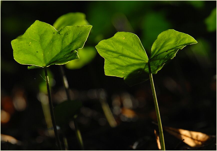 Efeu (Hedera helix)