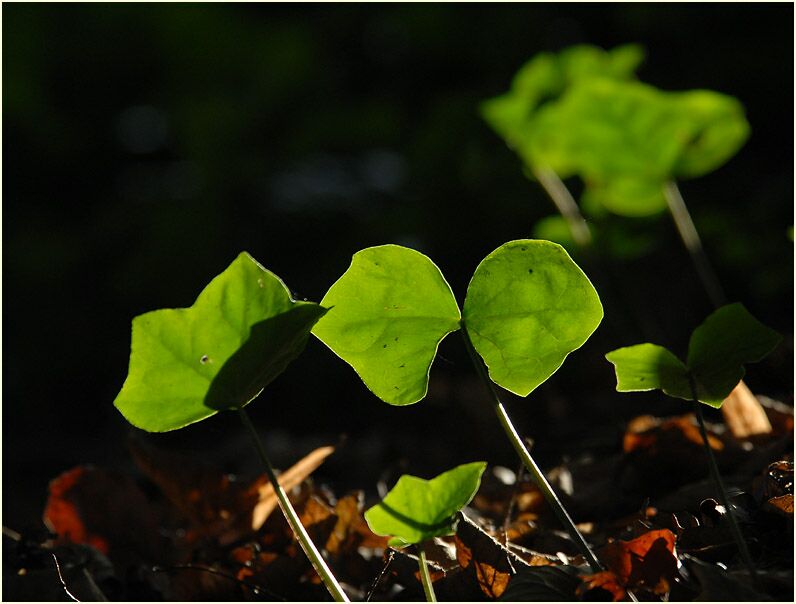 Efeu (Hedera helix)