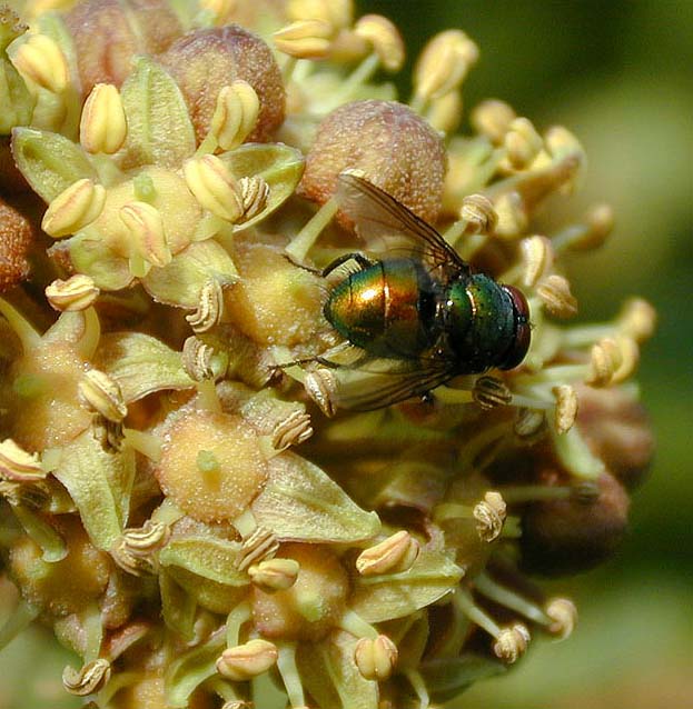 Efeu (Hedera helix)