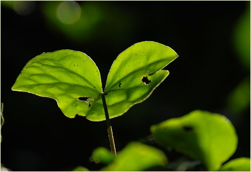 Efeu (Hedera helix)