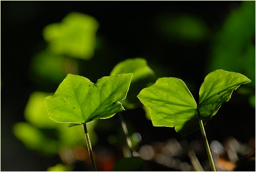 Efeu (Hedera helix)