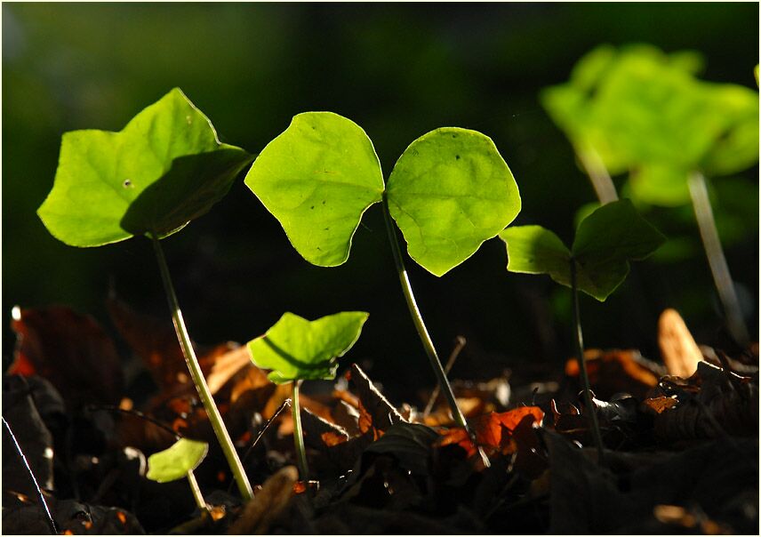 Efeu (Hedera helix)