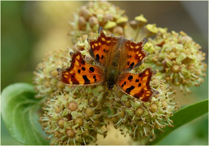 Efeu (Hedera helix)