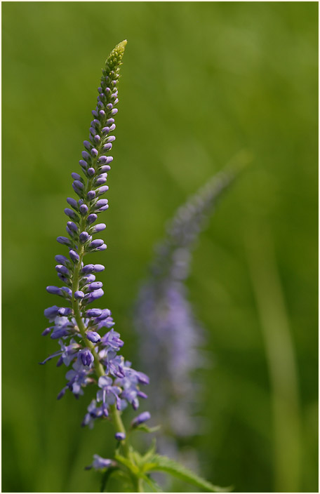 Ehrenpreis (Veronica)