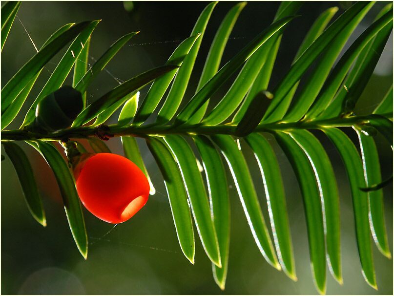 Eibe (Taxus baccata)