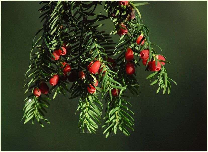 Eibe (Taxus baccata)