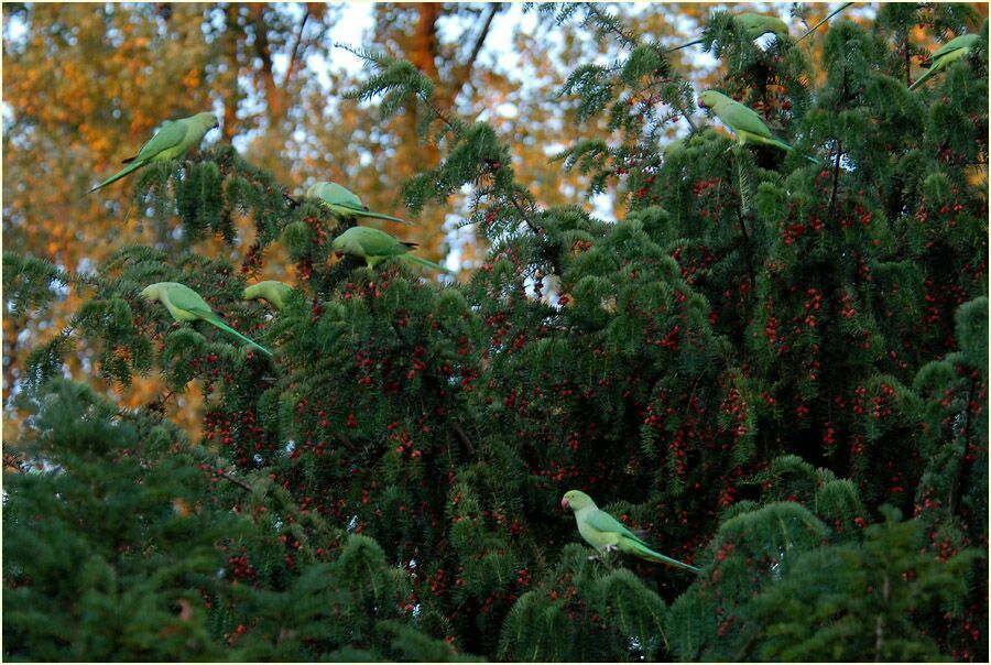 Eibe (Taxus baccata)