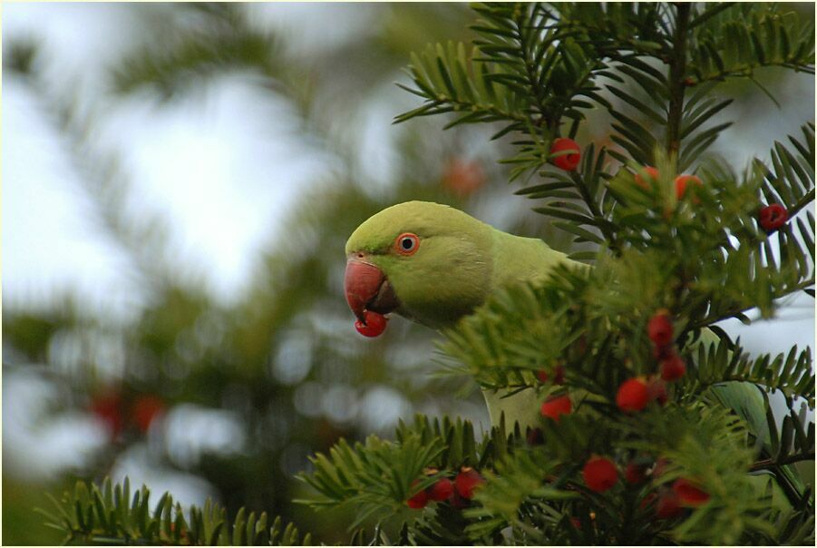 Halsbandsittich nascht Eibe (Taxus baccata)