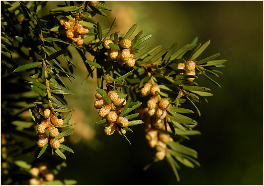 Eibe (Taxus baccata)