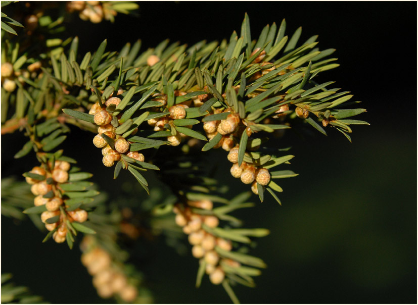 Eibe (Taxus baccata)