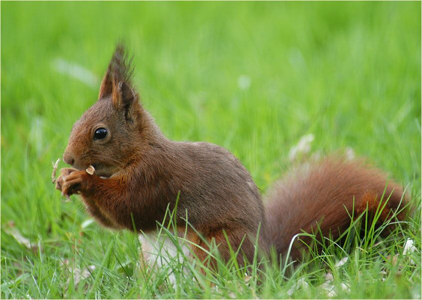 Eichhörnchen