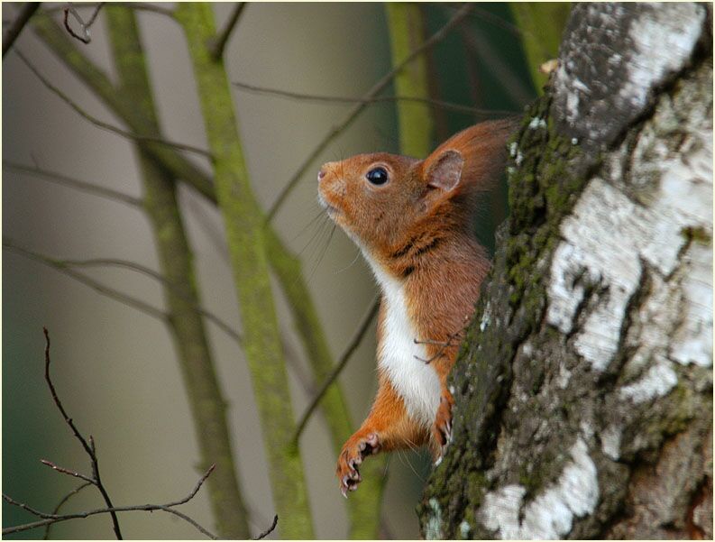 Eichhörnchen