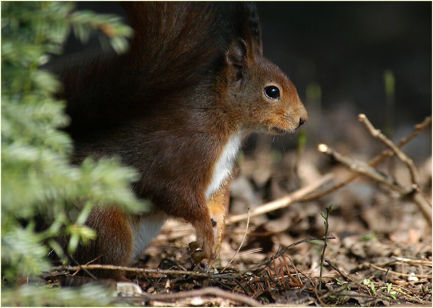 Eichhörnchen