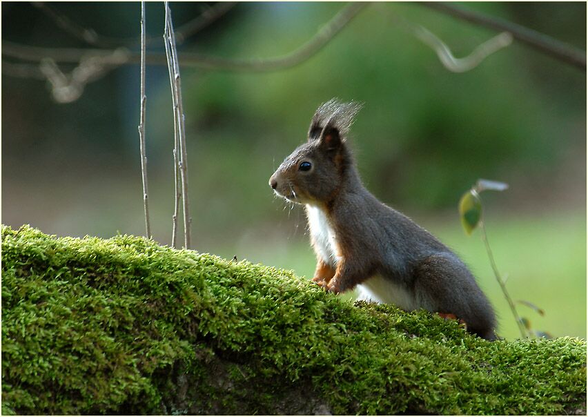 Eichhörnchen