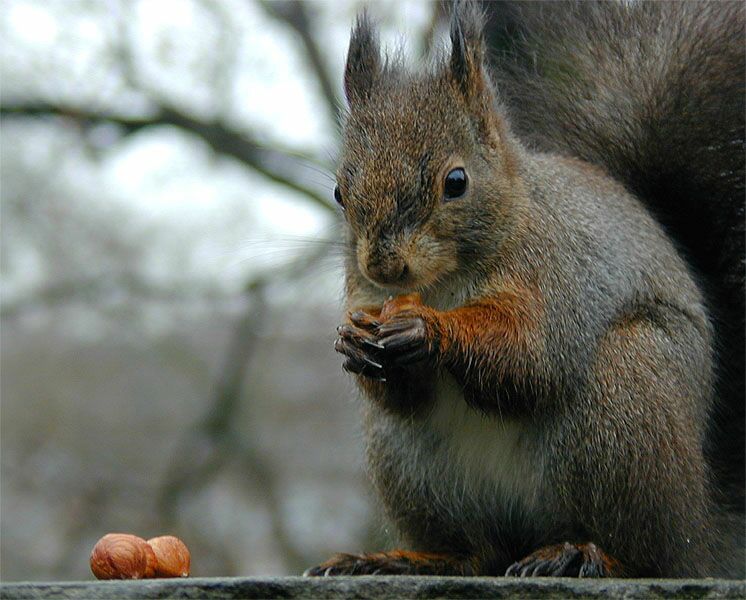 Eichhörnchen