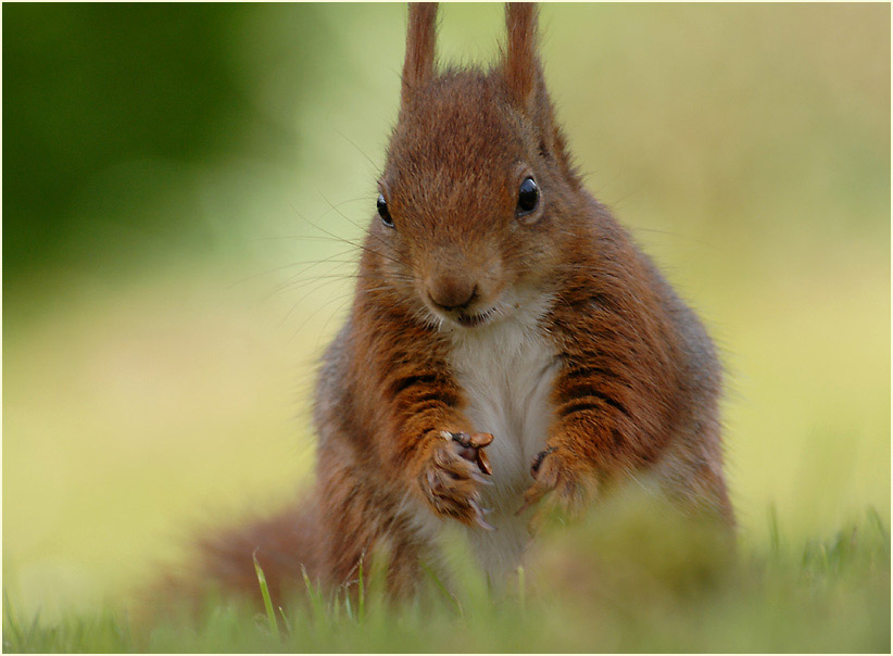 Eichhörnchen