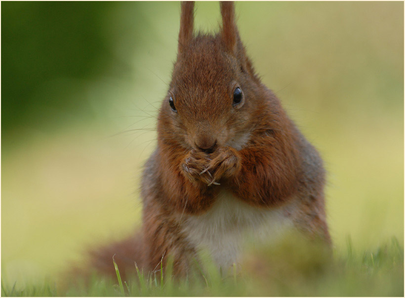 Eichhörnchen