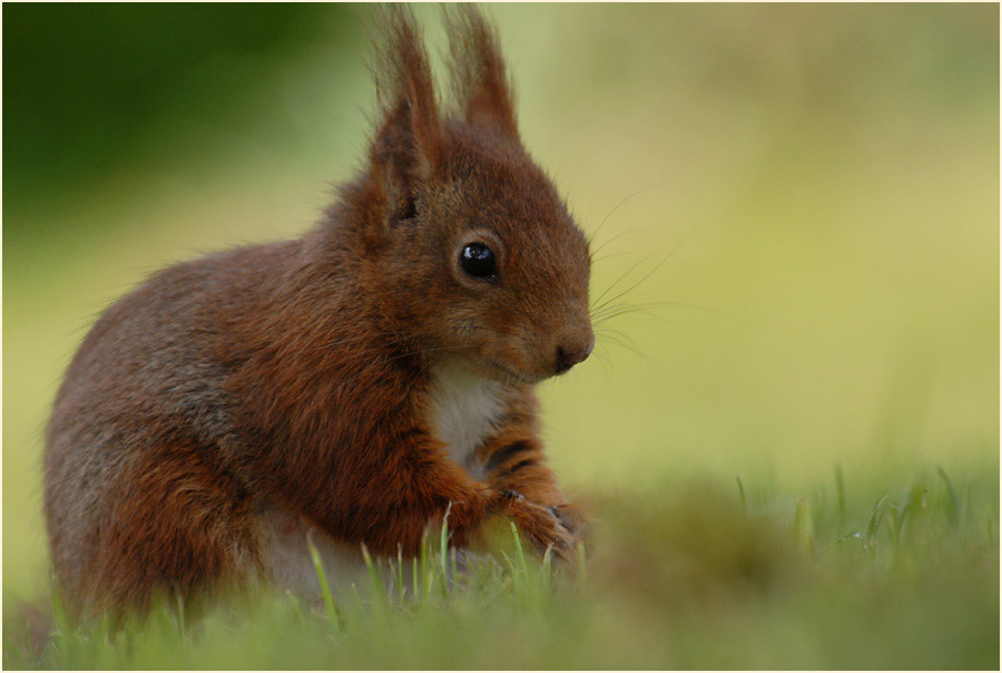 Eichhörnchen