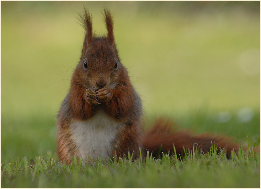 Eichhörnchen