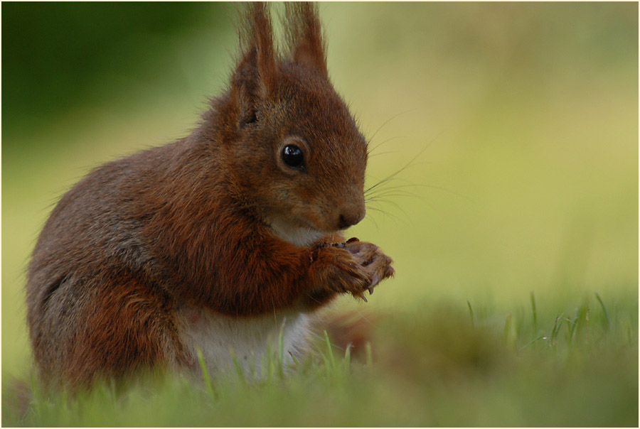 Eichhörnchen
