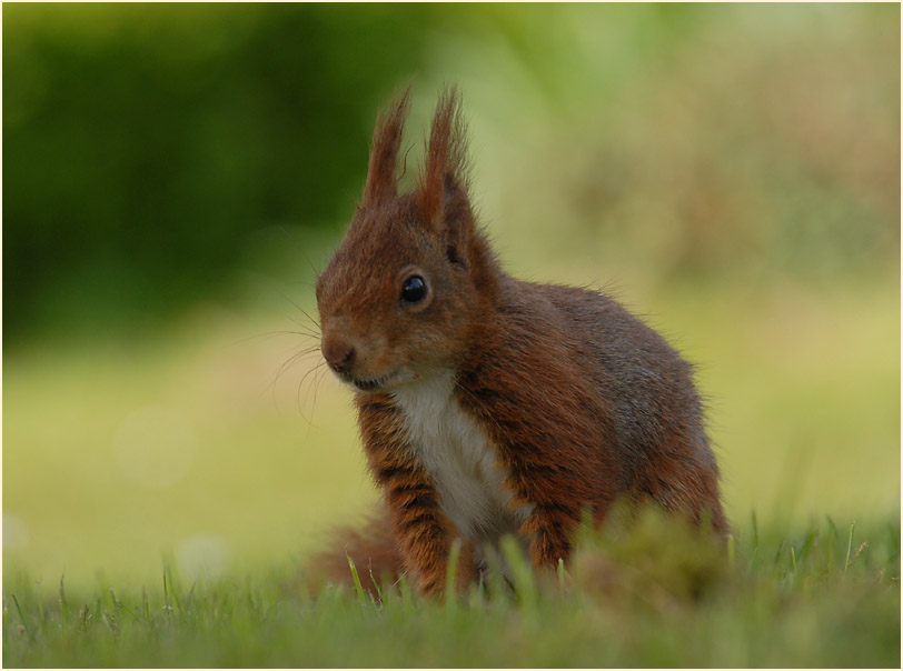 Eichhörnchen