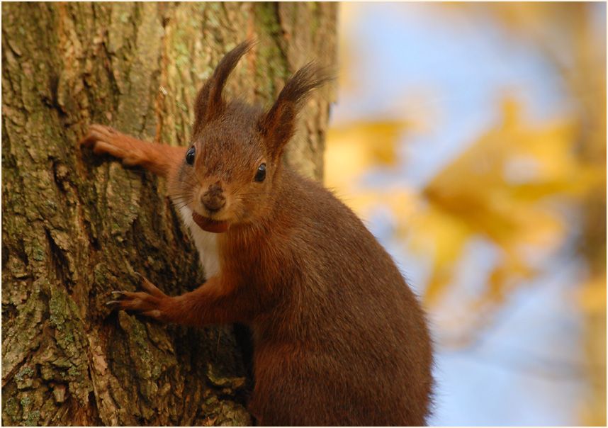 Eichhörnchen