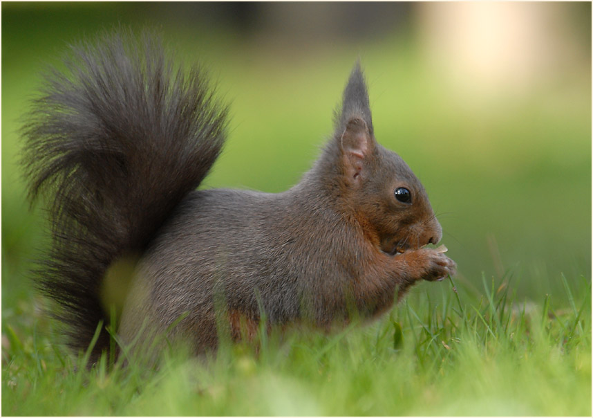 Eichhörnchen