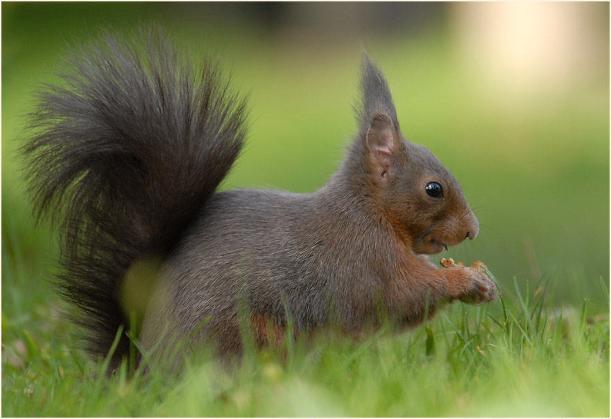 Eichhörnchen