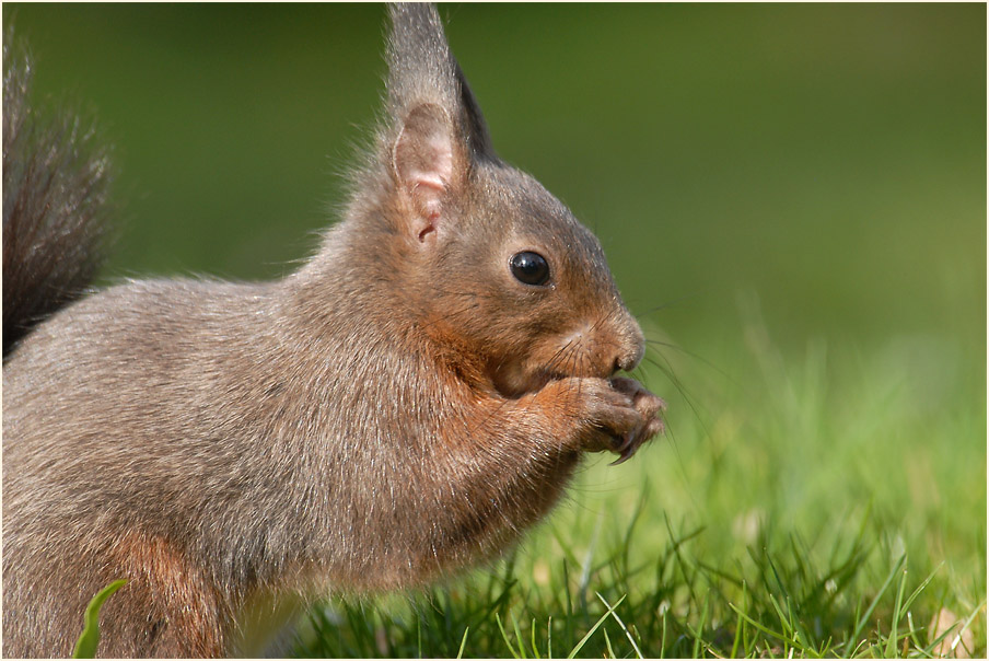Eichhörnchen