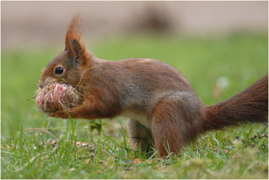 Eichhörnchen
