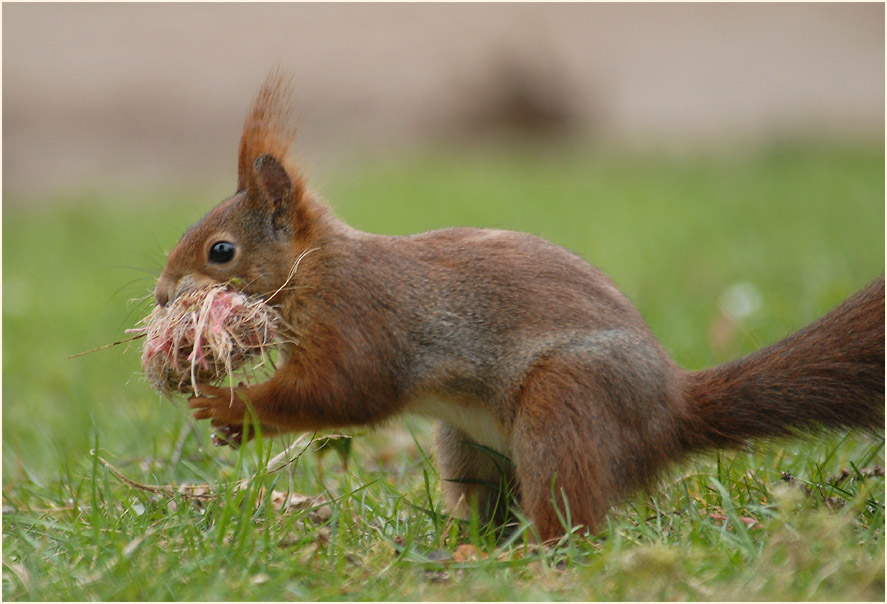 Eichhörnchen