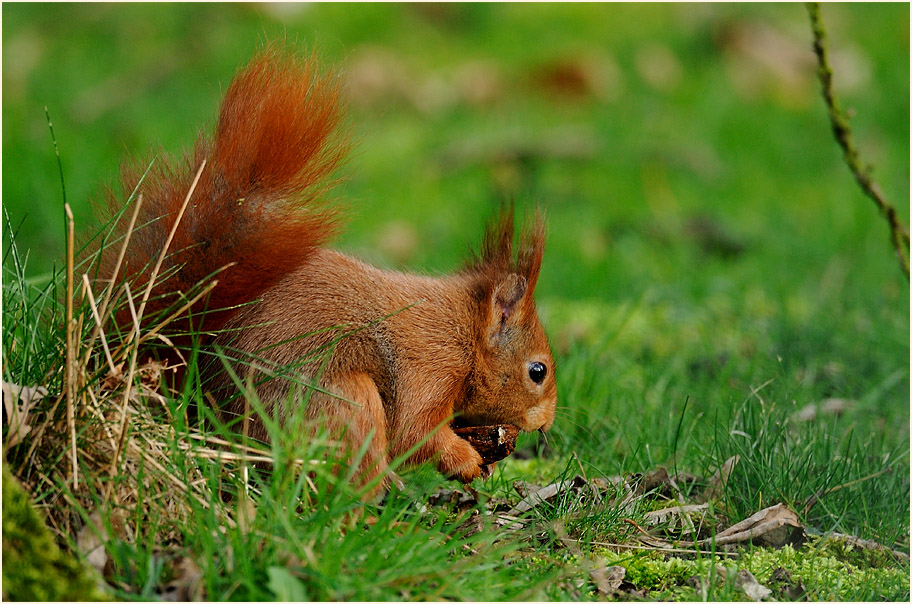 Eichhörnchen