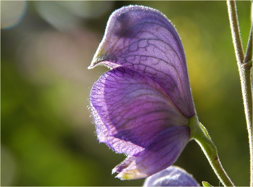 Eisenhut (Aconitum napellus)