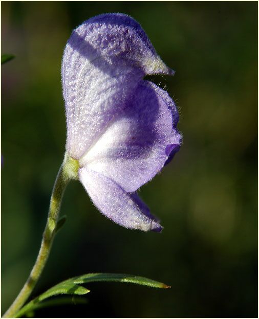 Eisenhut (Aconitum napellus)