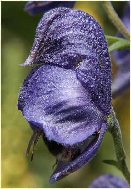 Eisenhut (Aconitum napellus)