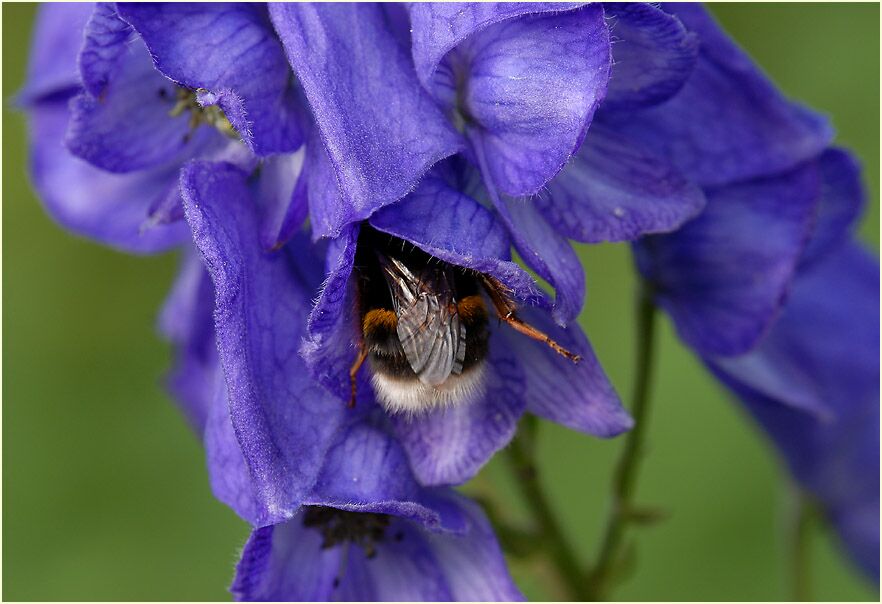 Eisenhut (Aconitum napellus)