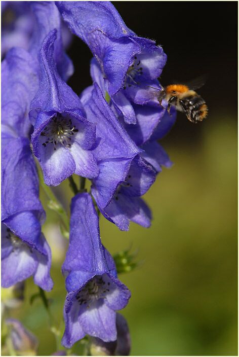 Eisenhut (Aconitum napellus)