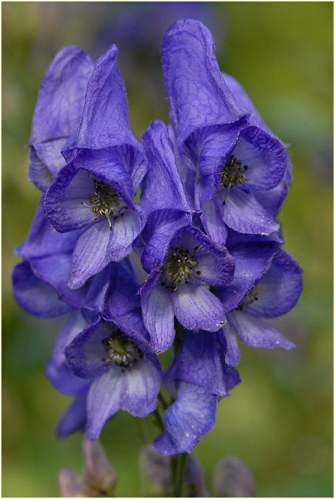 Eisenhut (Aconitum napellus)