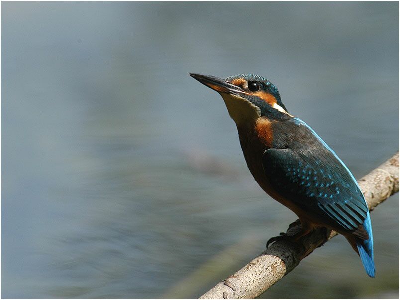 Eisvogelweibchen