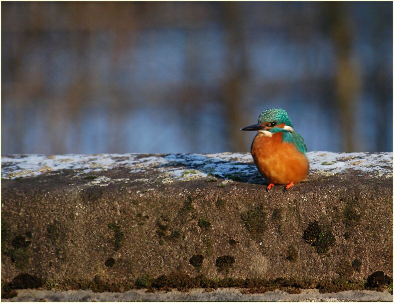 Eisvogel